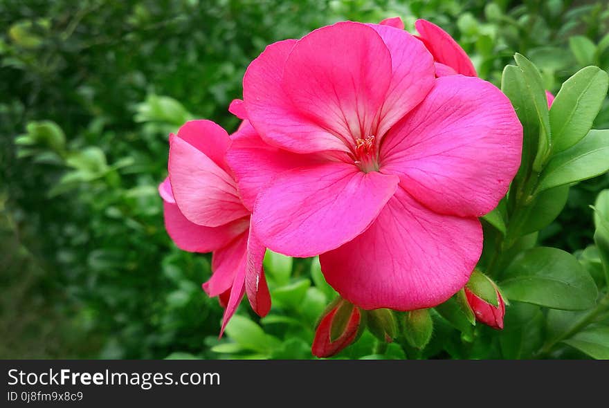 Flower, Plant, Pink, Flora