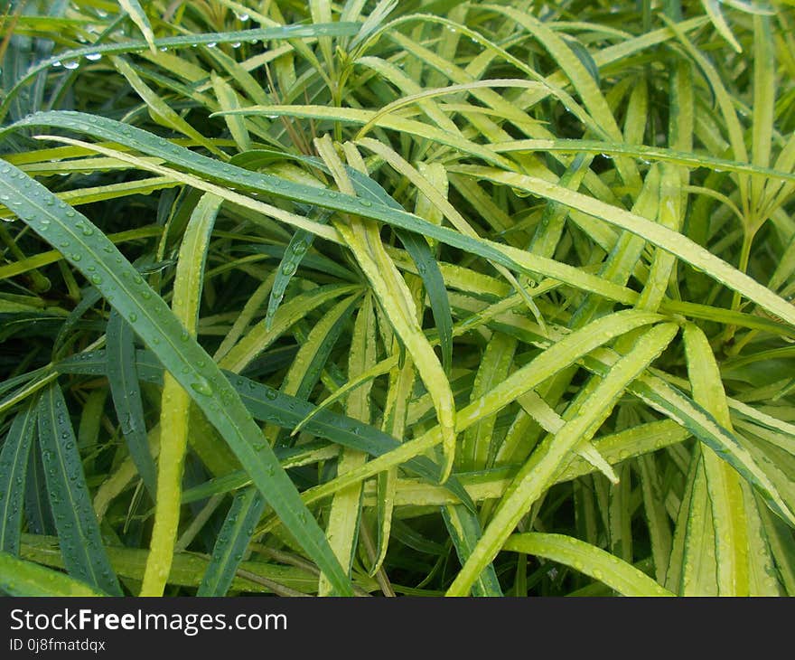 Plant, Grass, Grass Family, Herb