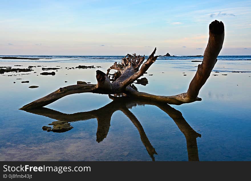 Sea, Water, Sky, Driftwood