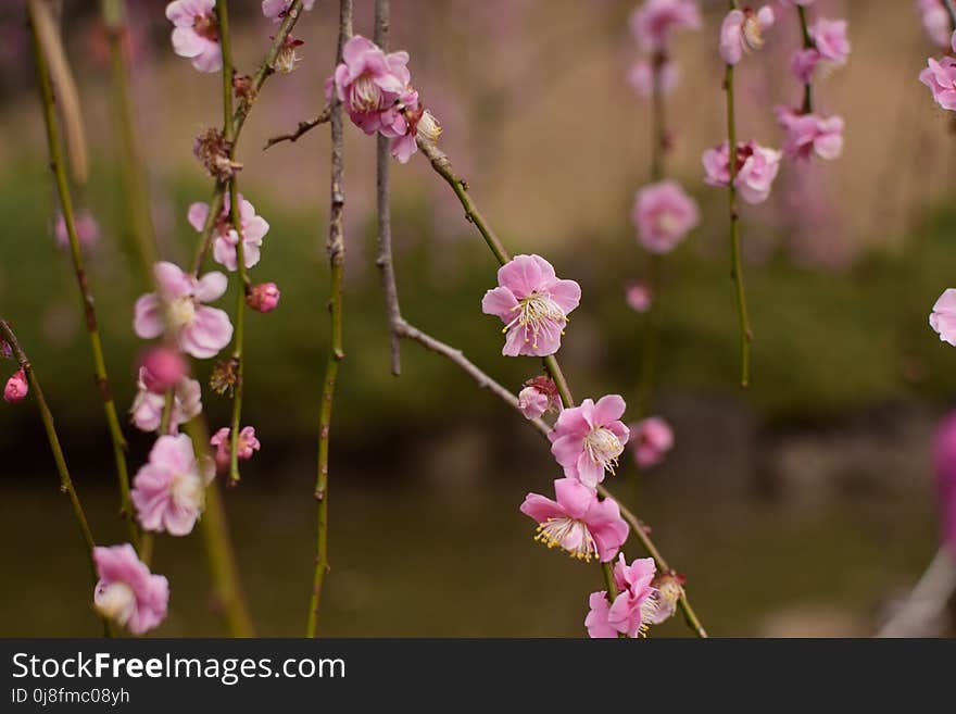 Blossom, Pink, Branch, Flower