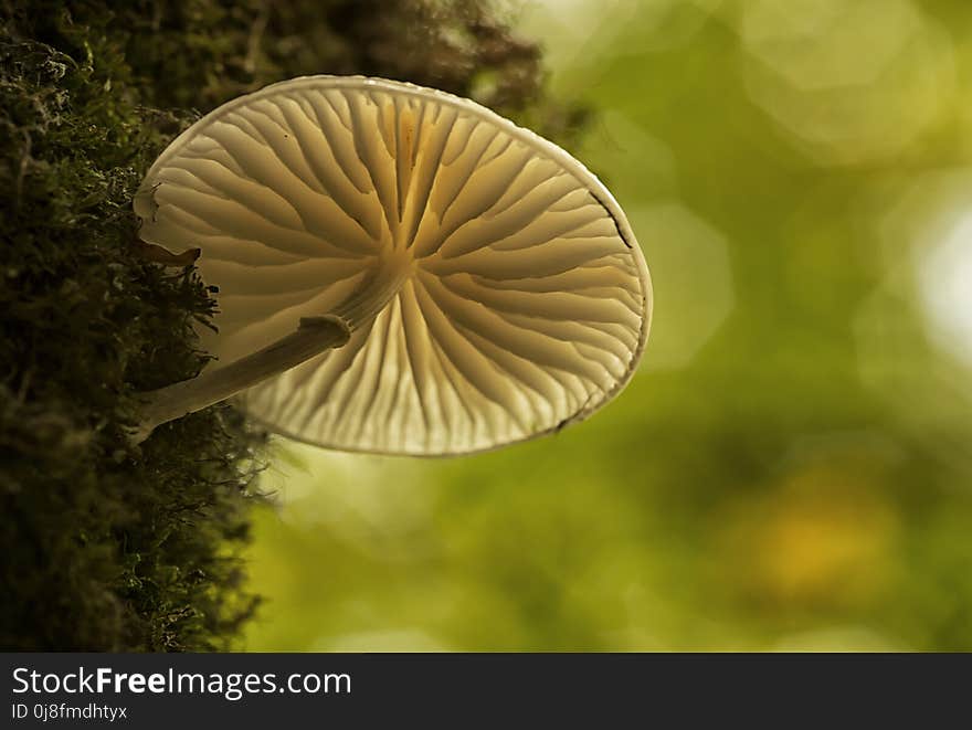 Flora, Macro Photography, Close Up, Organism