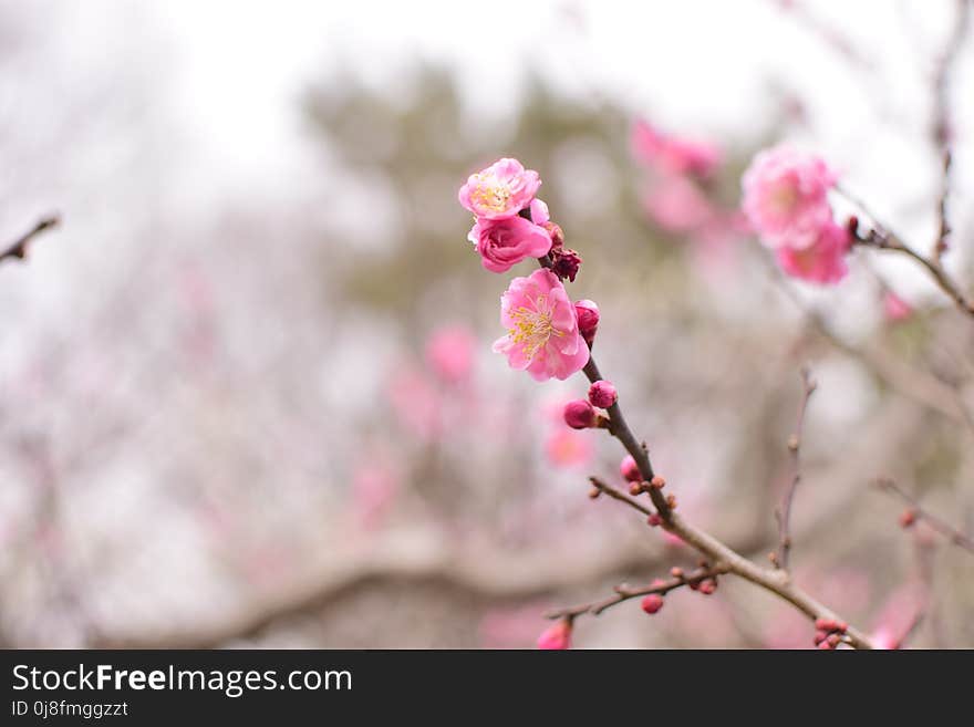 Blossom, Pink, Flower, Branch