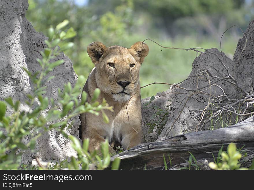 Wildlife, Lion, Mammal, Terrestrial Animal