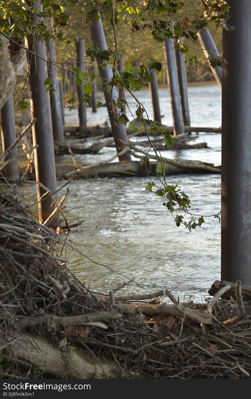 Water, Tree, Reflection, Wetland