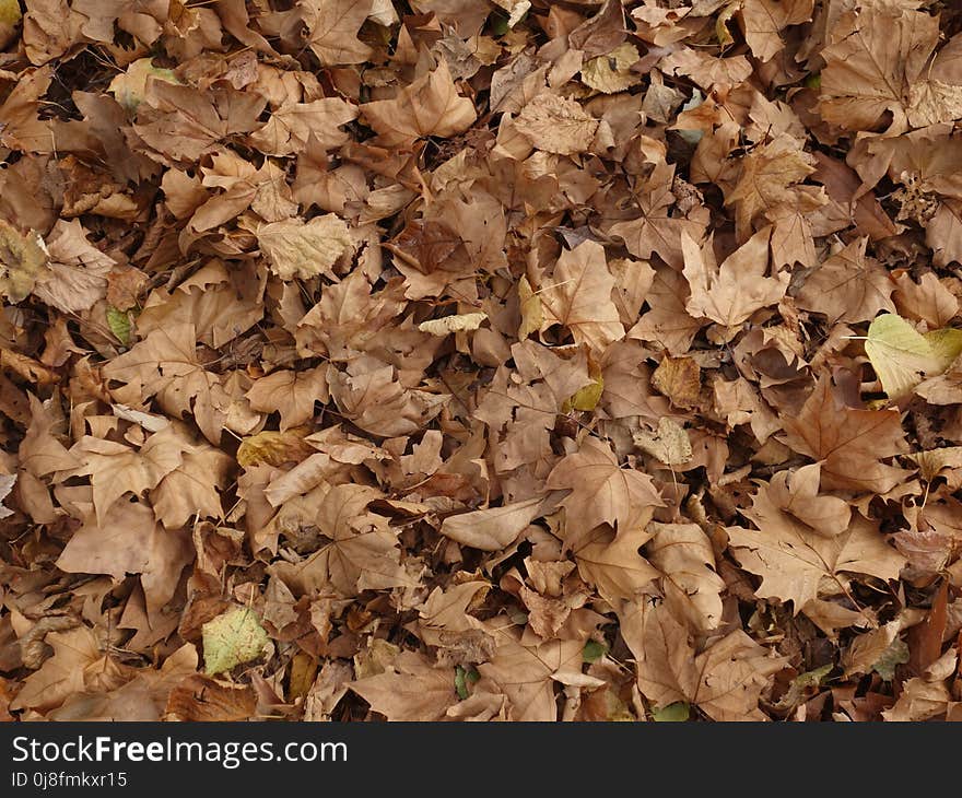 Leaf, Deciduous, Autumn, Soil