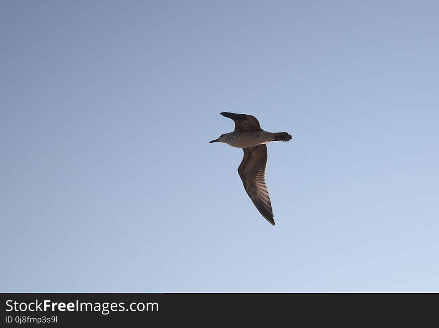 Bird, Fauna, Sky, Seabird