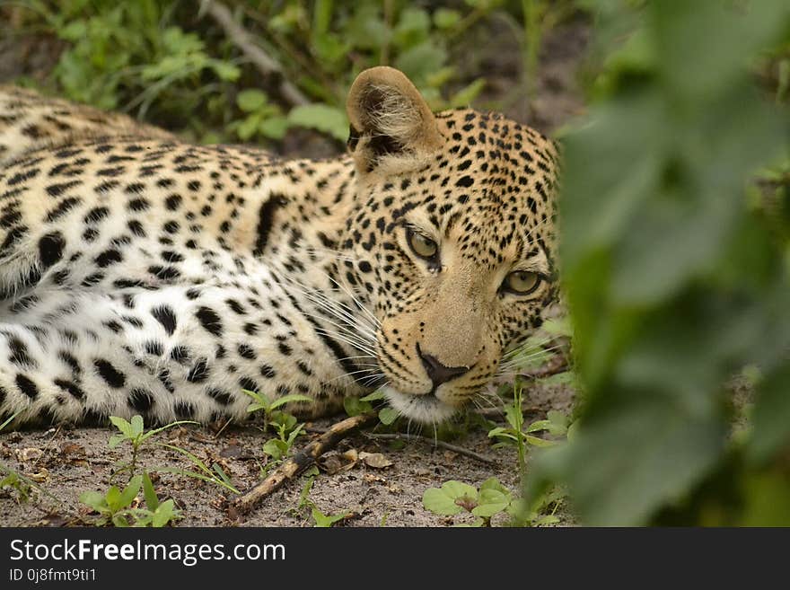 Leopard, Wildlife, Terrestrial Animal, Mammal