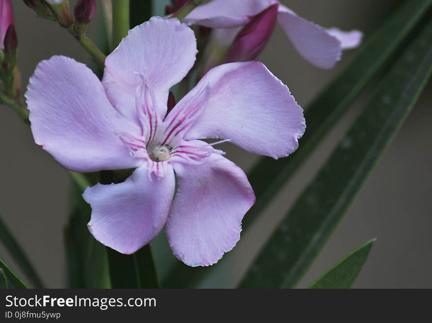 Flower, Plant, Flora, Wildflower