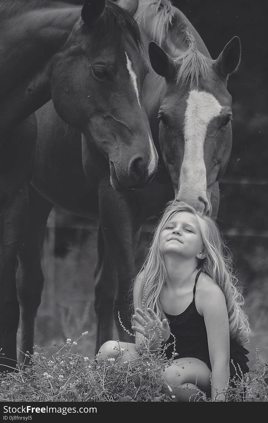 Horse, Black And White, Photograph, Monochrome Photography