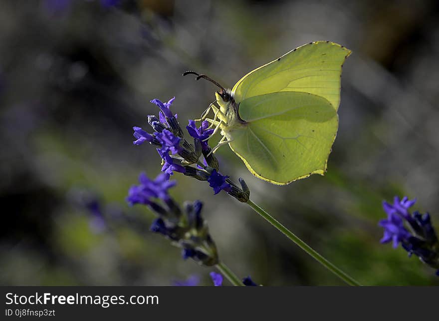 Butterfly, Moths And Butterflies, Insect, Lycaenid