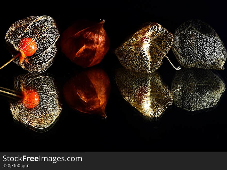 Still Life Photography, Lighting, Organism, Still Life