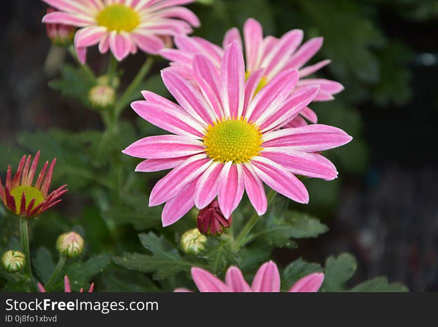 Flower, Plant, Marguerite Daisy, Flora