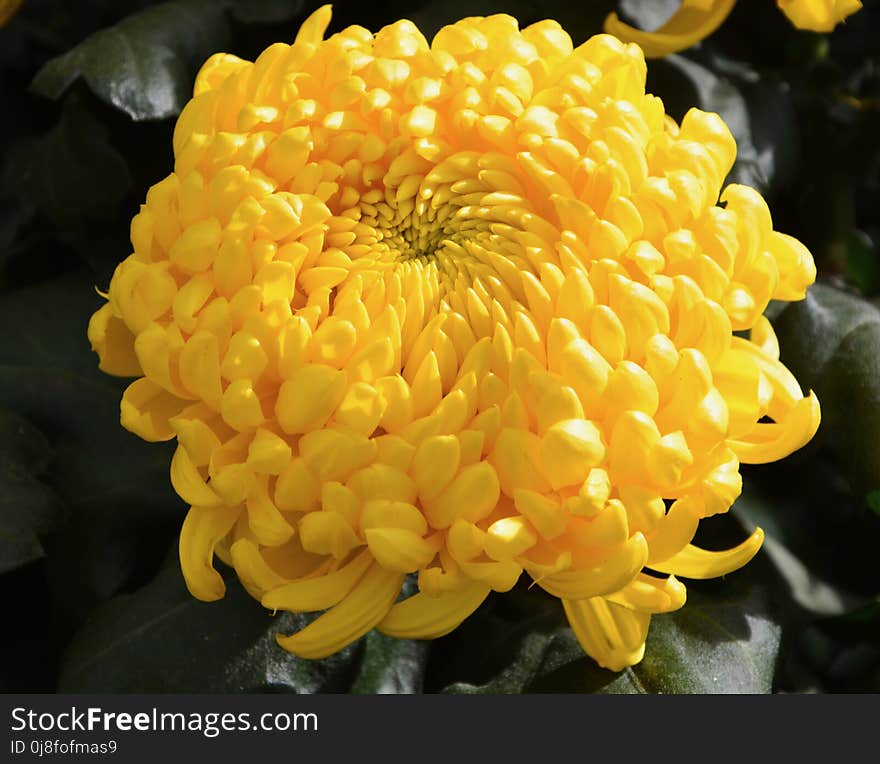 Flower, Yellow, Plant, Flora