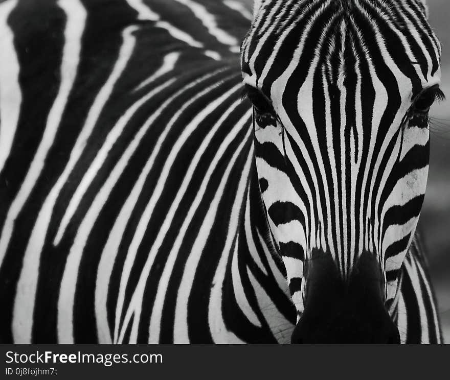 Zebra, Wildlife, Black, Black And White