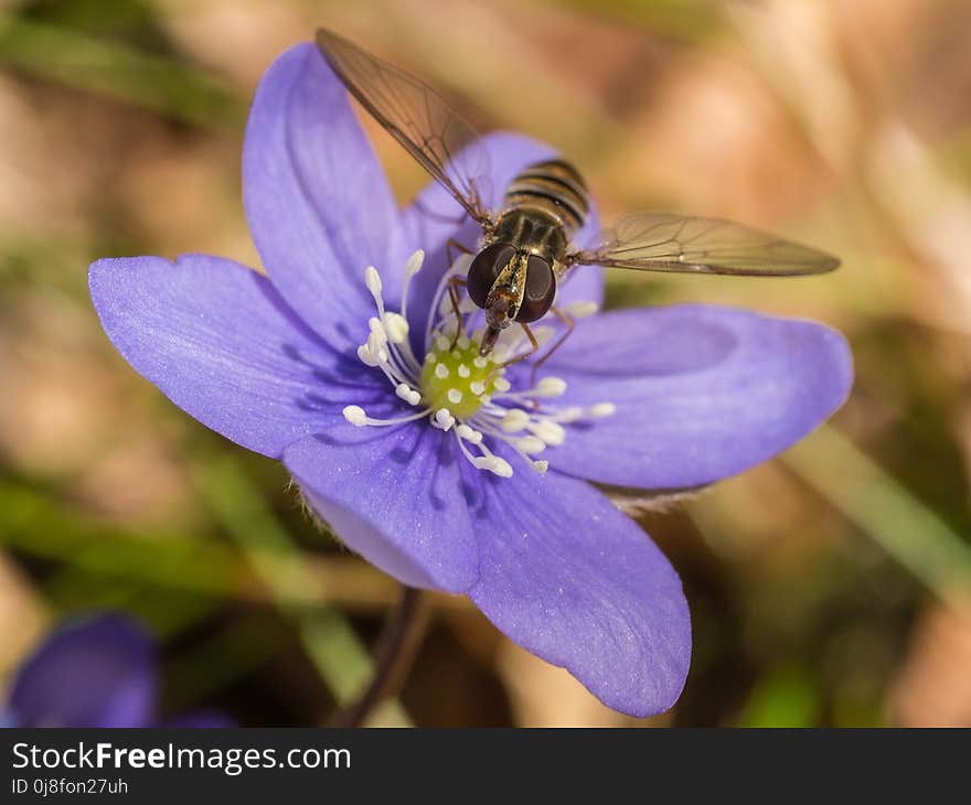 Flower, Blue, Flora, Honey Bee