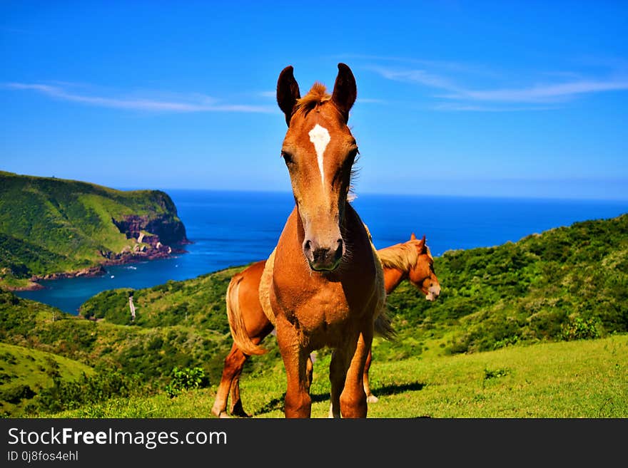 Horse, Grassland, Sky, Pasture