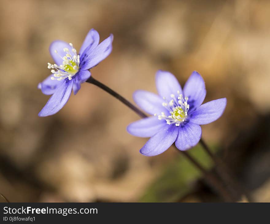 Flower, Blue, Flora, Wildflower