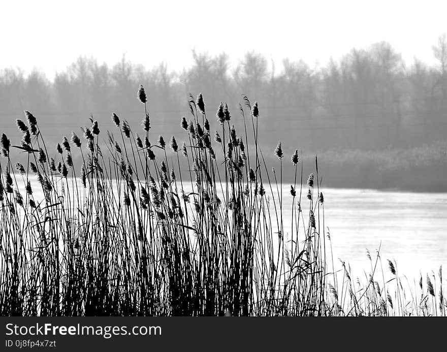 Water, Black And White, Monochrome Photography, Phragmites