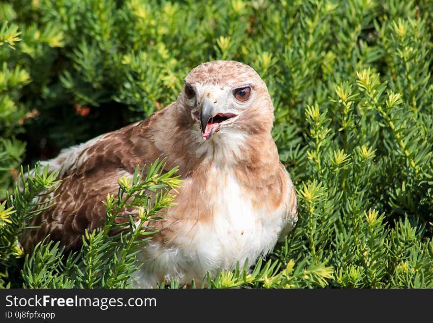 Bird, Beak, Fauna, Grass