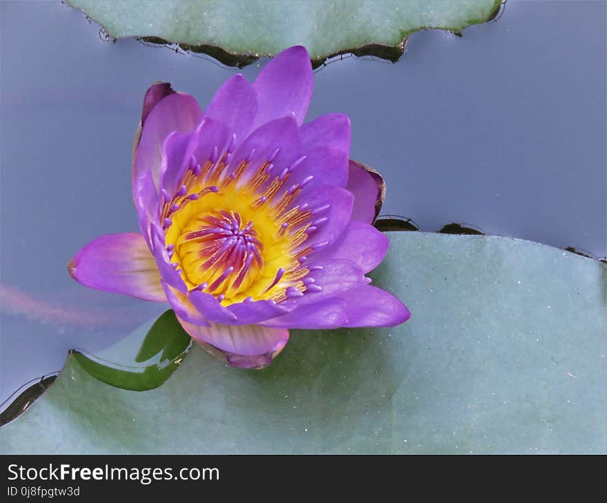 Flower, Flora, Plant, Purple