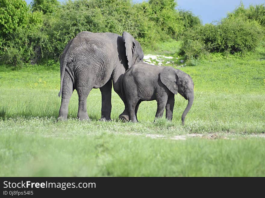 Elephant, Elephants And Mammoths, Wildlife, Terrestrial Animal