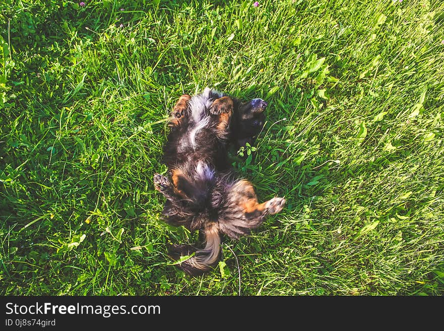 Dog on the green grass