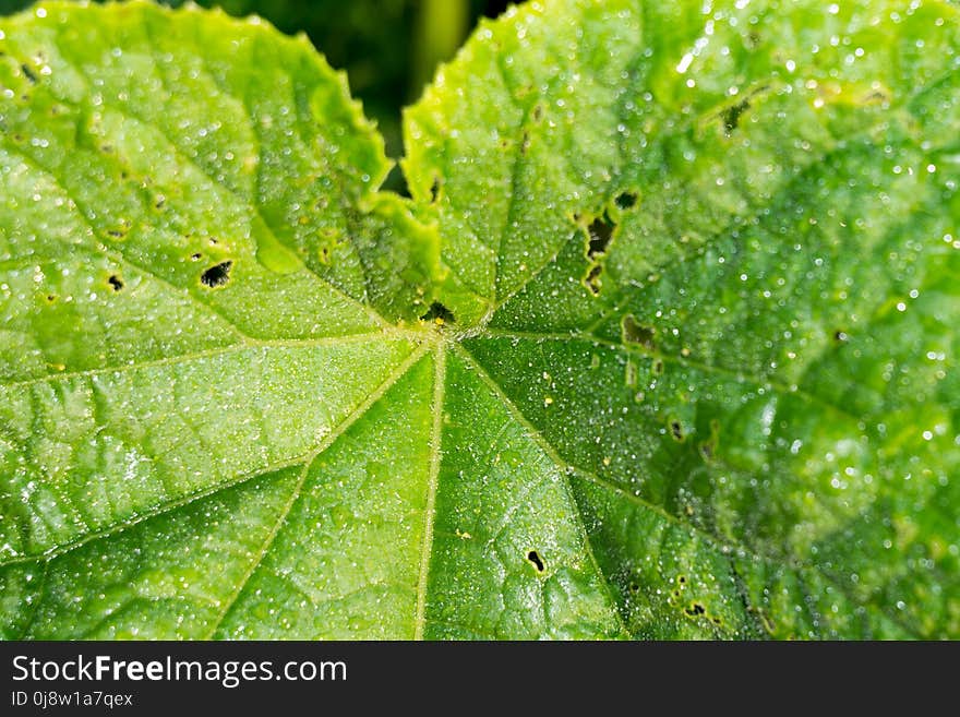 Cucumber Leaf in Water Drops