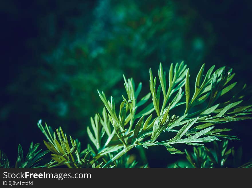 Dill Leaves in Dewdrops Retro