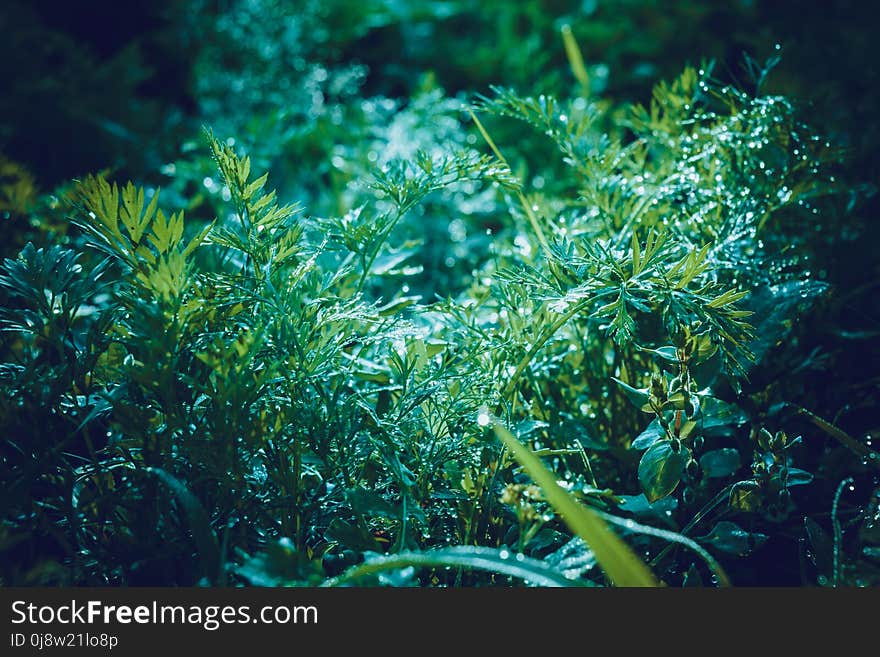 Dill Leaves In Dewdrops Retro