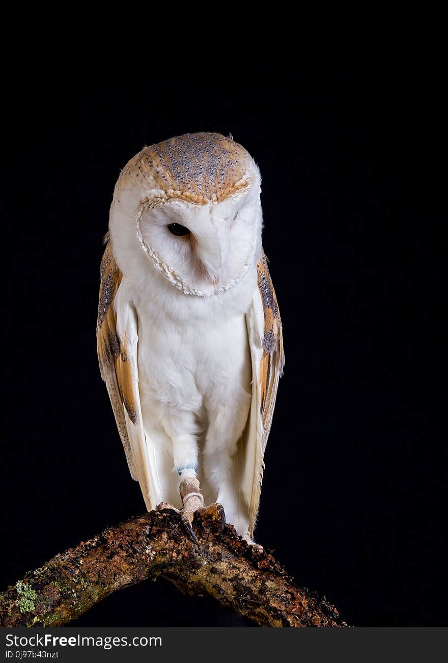 A Barn Owl resting on a tree branch with black background. A Barn Owl resting on a tree branch with black background.