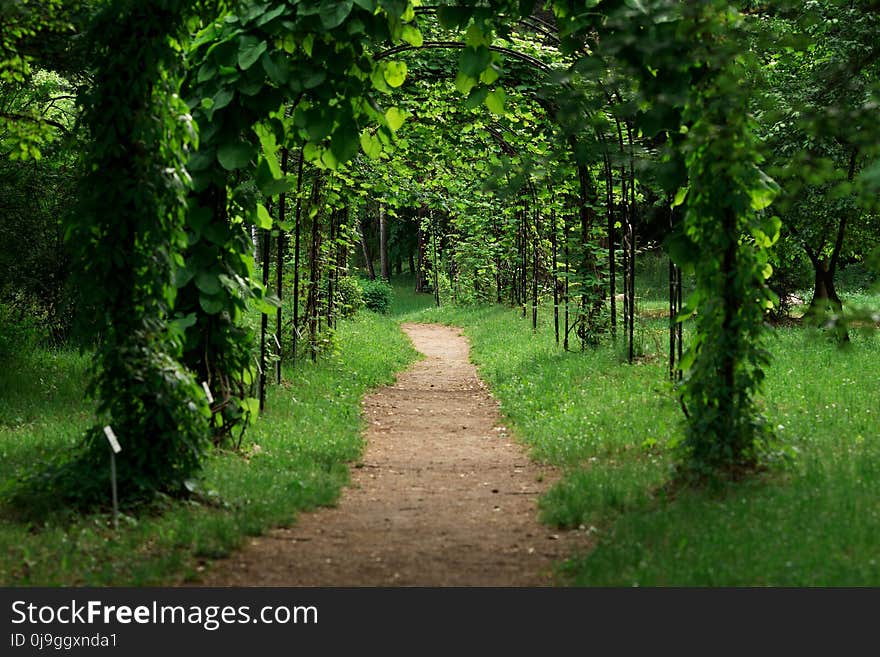 Arch into a park in summer. green vine arch path