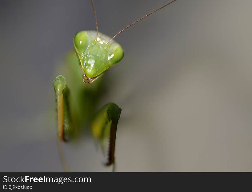 Insect, Mantis, Invertebrate, Macro Photography