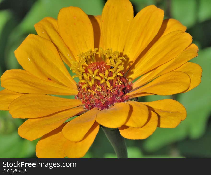 Flower, Yellow, Flora, Wildflower