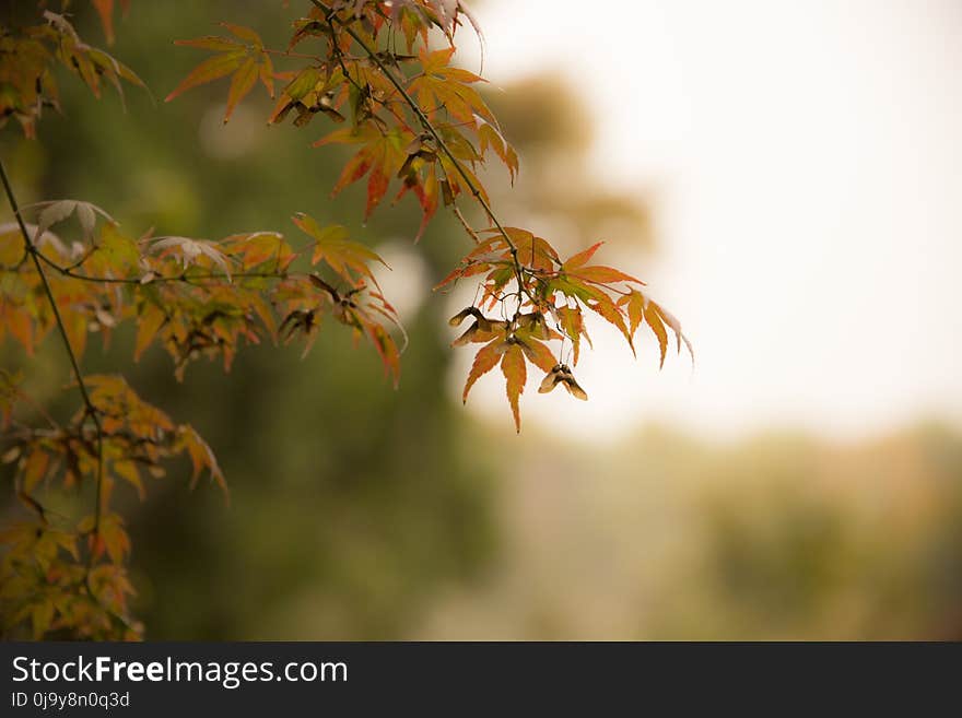 Leaf, Autumn, Flora, Plant