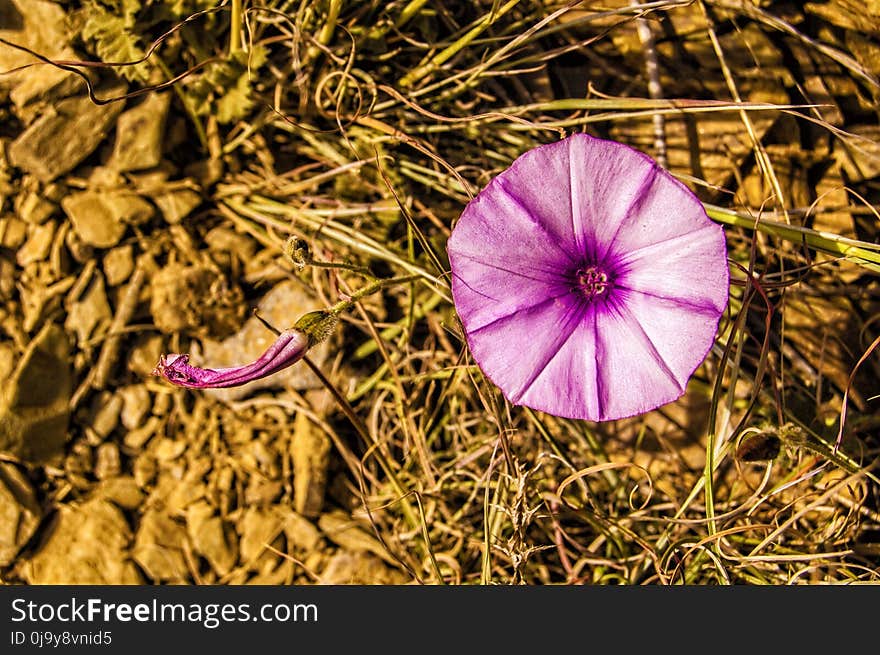 Flower, Flora, Purple, Plant