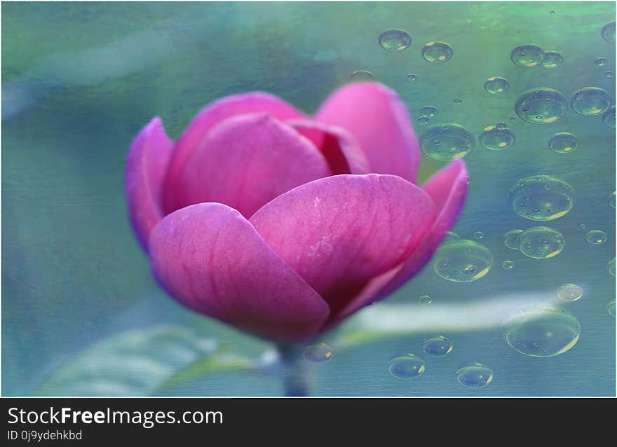 Flower, Aquatic Plant, Lotus, Petal