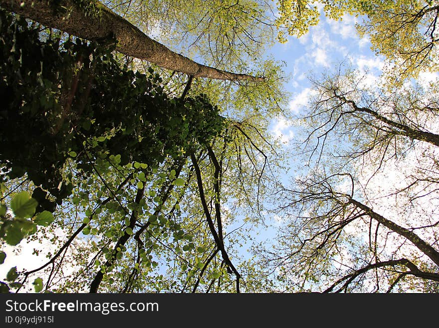 Tree, Nature, Branch, Leaf