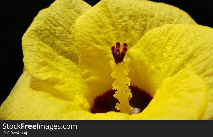 Flower, Yellow, Flora, Close Up