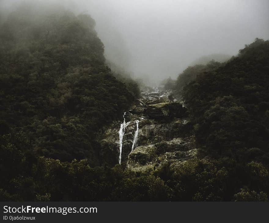 Green Forest