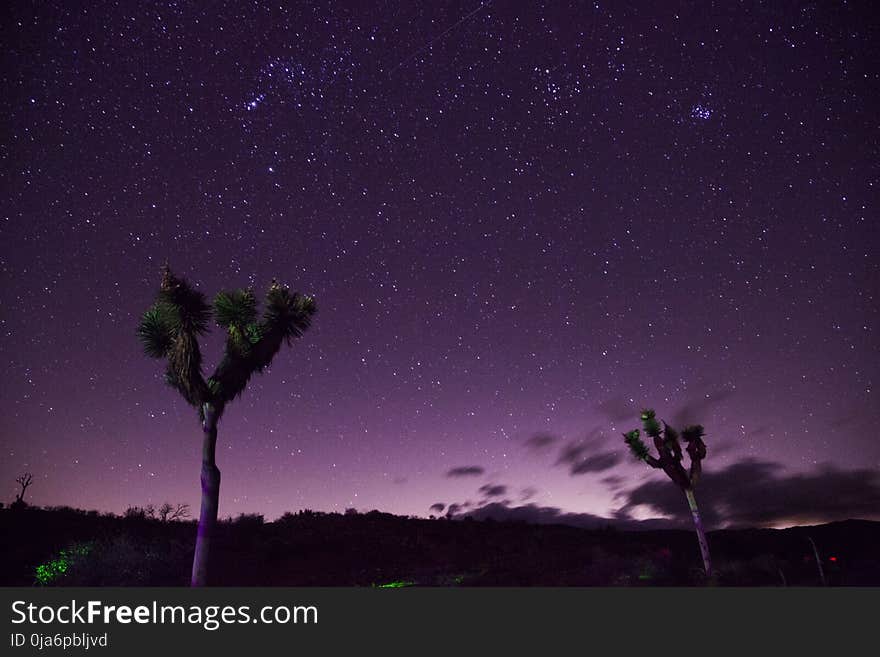 Two Trees Under Purple Sky