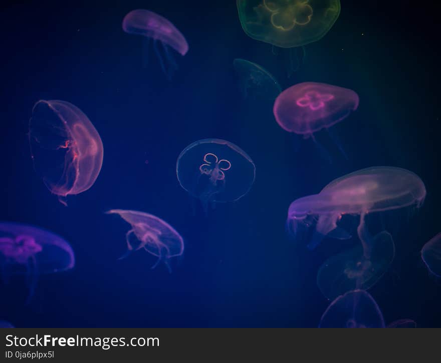 Jellyfish Digital Wallpaper