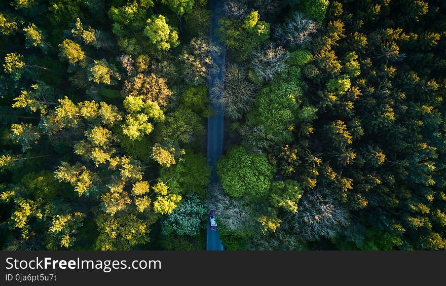 Highway In The Middle Of the Forrest