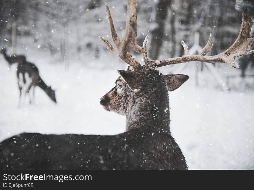 Photo of Reindeer in the Snow