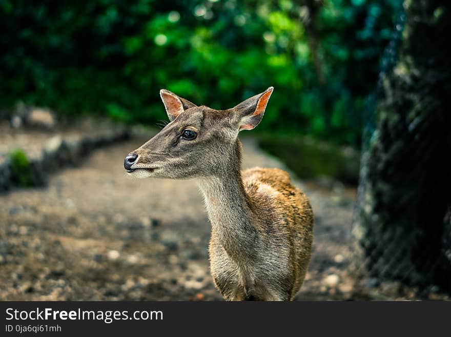 Selective Focus Photography Brown Doe