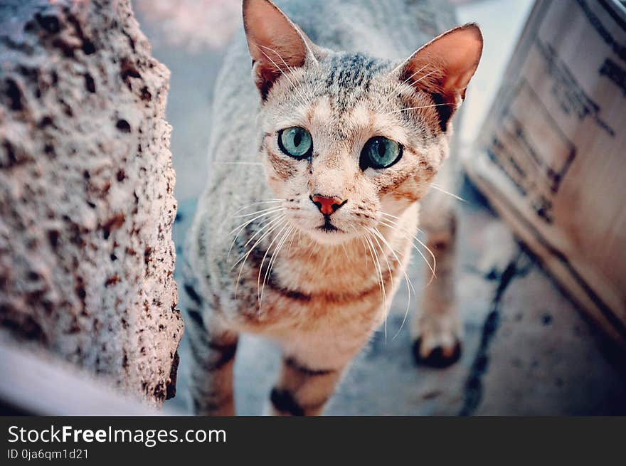 Selective Focus Photography of Brown Tabby Cat