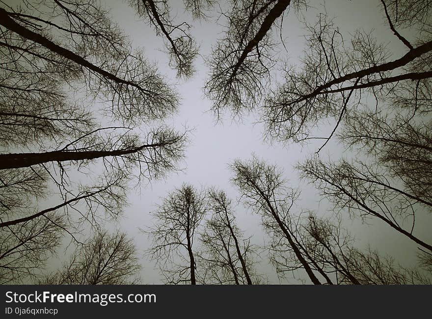 Low Angle Photo of Trees