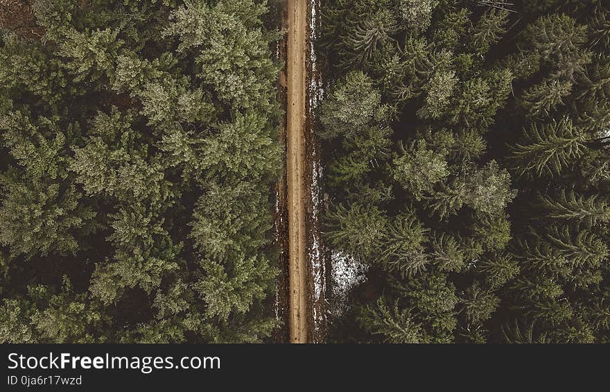 Aerial Shot of Road Between Pine Trees