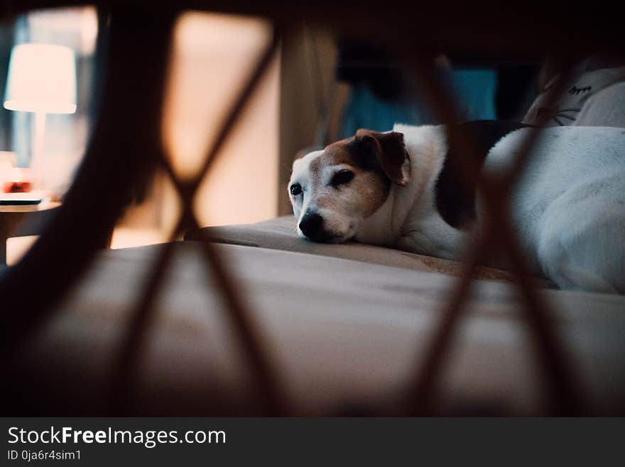 Tan and White Short-coated Dog Lying on Floor