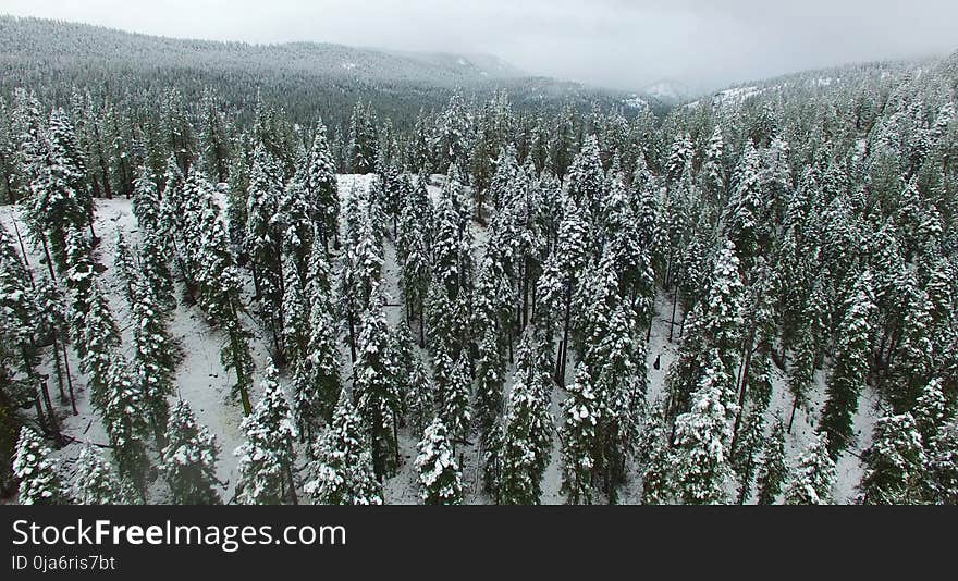 Aerial Photography of Forest during Winter