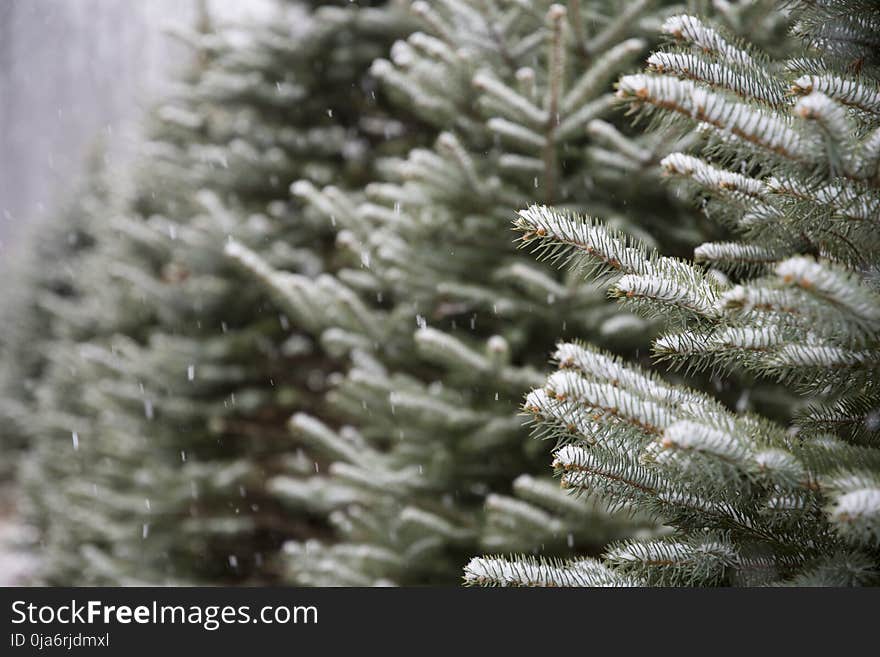 Shallow Focus Photography of Green and White Plants